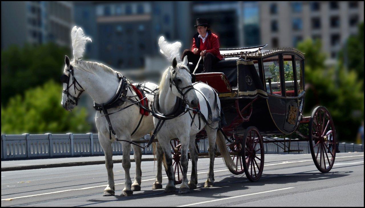 Horse-Drawn Carriage