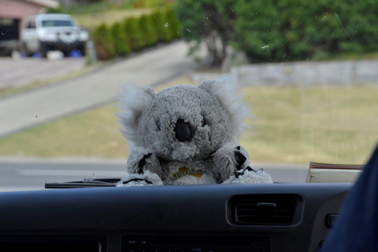 Koala Mascot