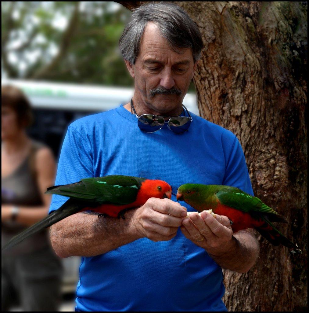 David with King Parrots at Kennett River