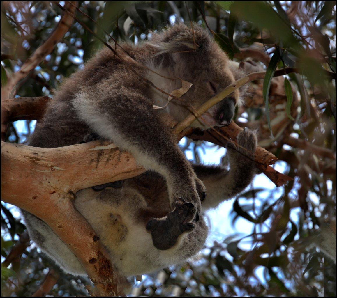 Koala at Kennett River