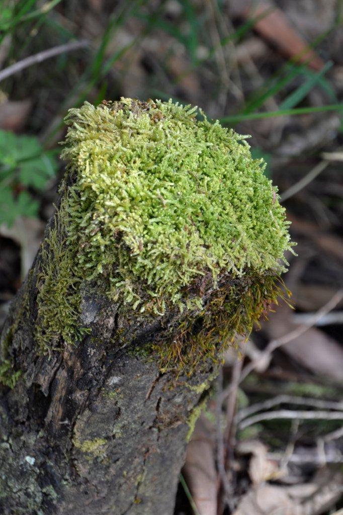 Beautiful Moss