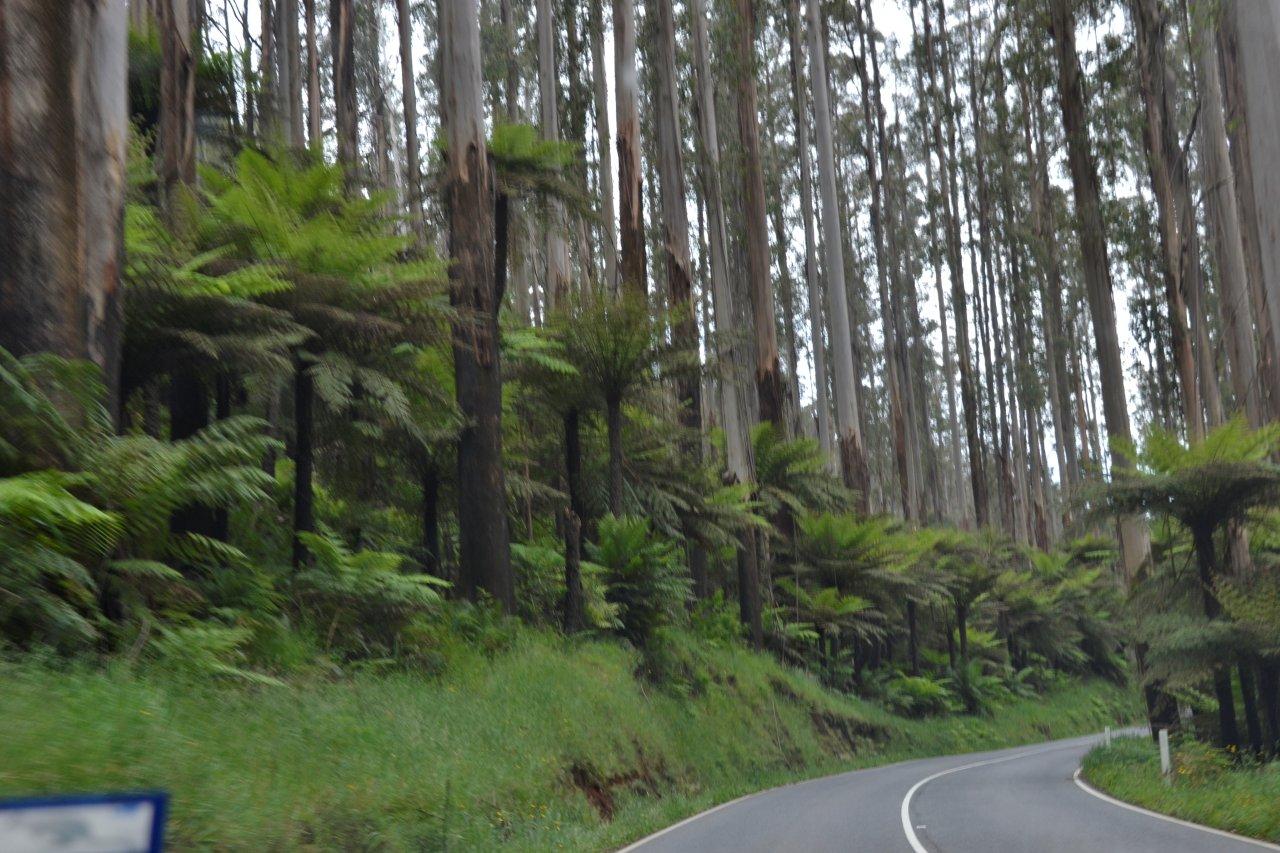 Tall Trees and Ferns