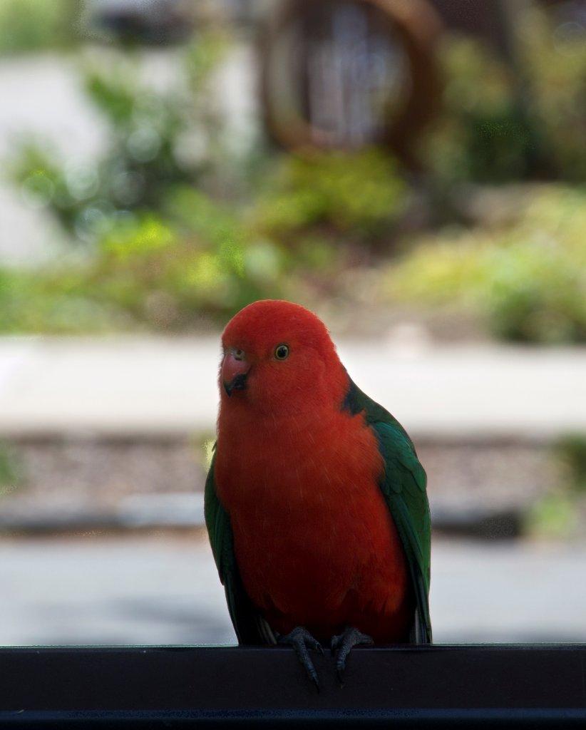 King Parrot at Marysville