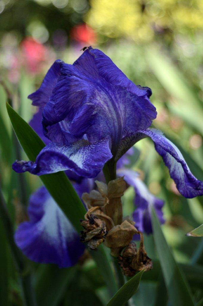 Iris at the Botanical Gardens