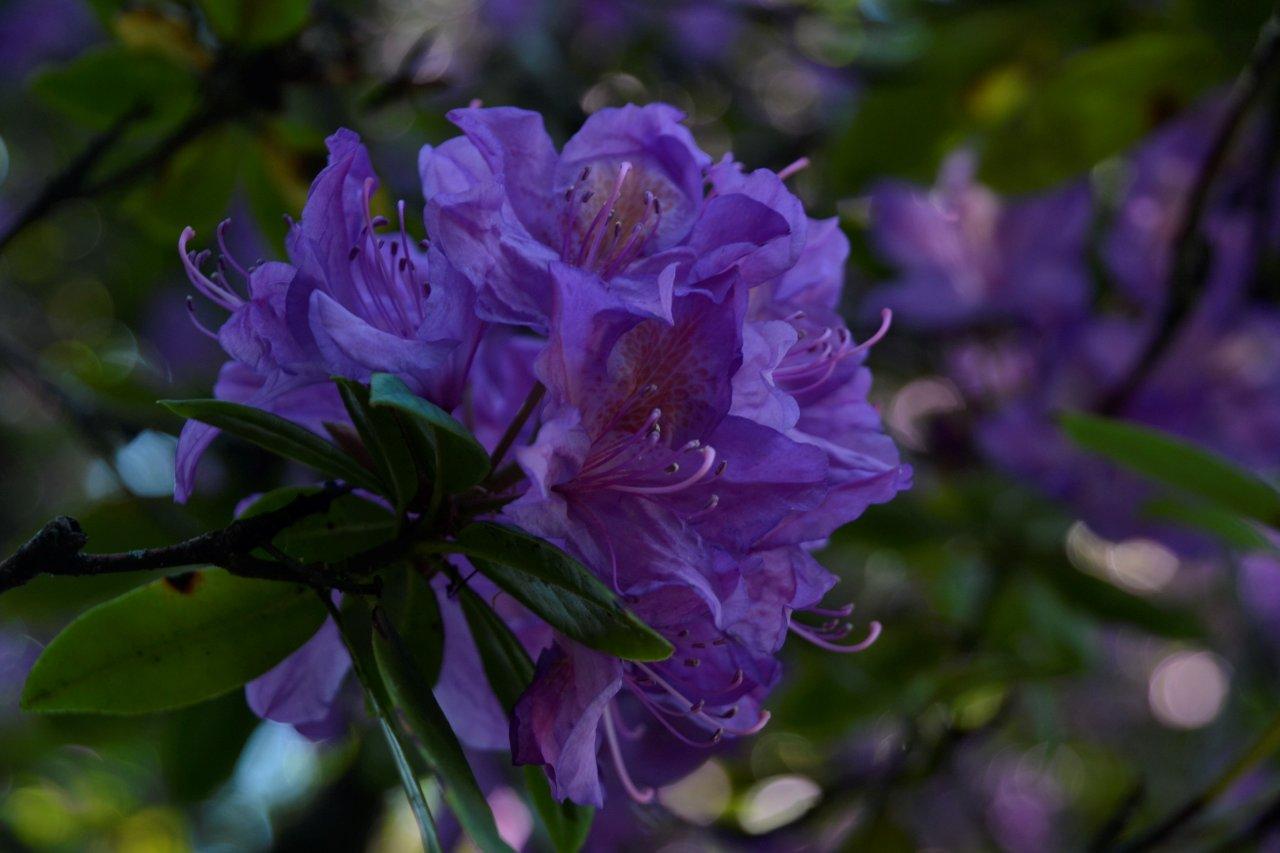 Rhododendron at Botanical Gardens