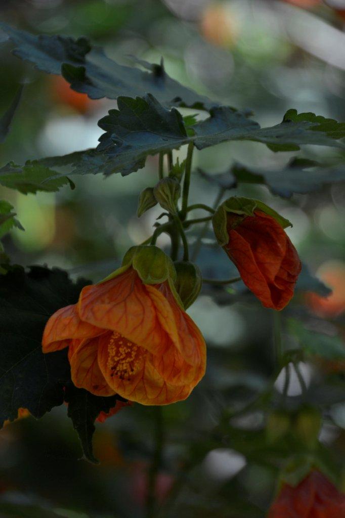 Hibiscus at Botanical Gardens