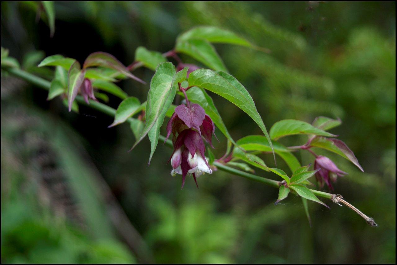 Leycesteria