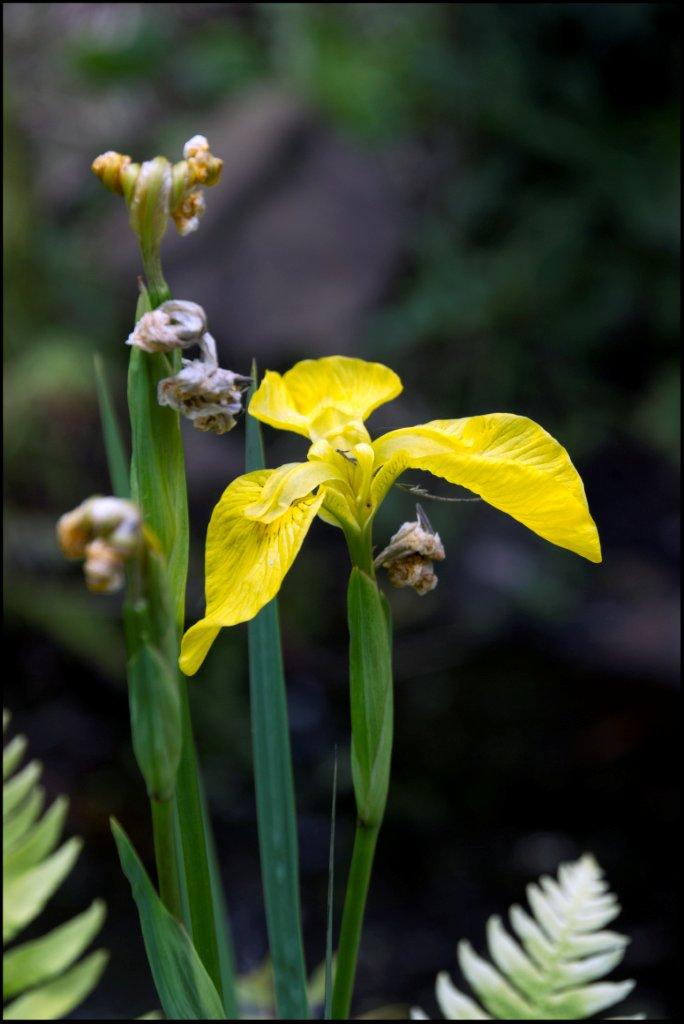 Yellow Iris