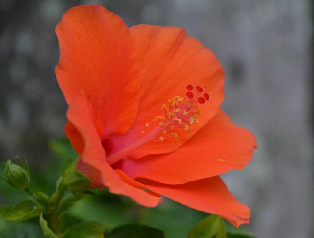 Red Hibiscus