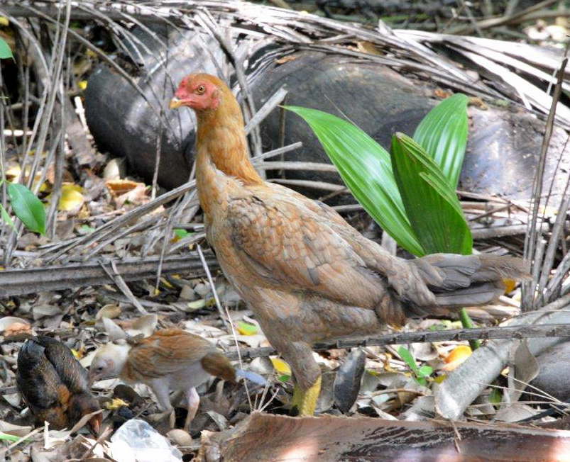 Wildlife Across the Road