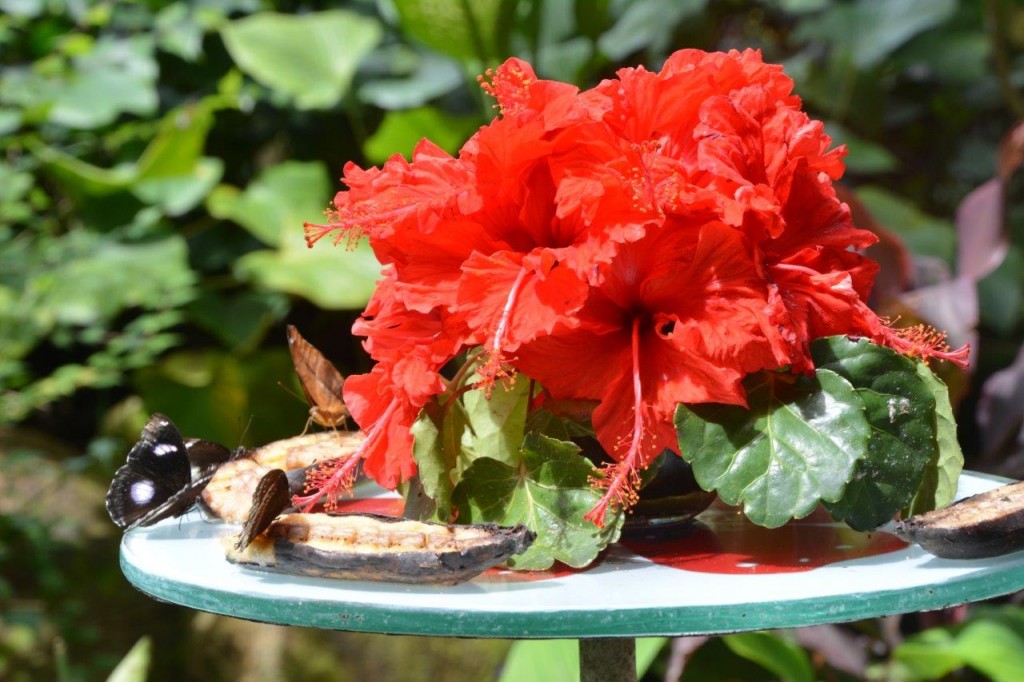 Butterfly Feeding Table