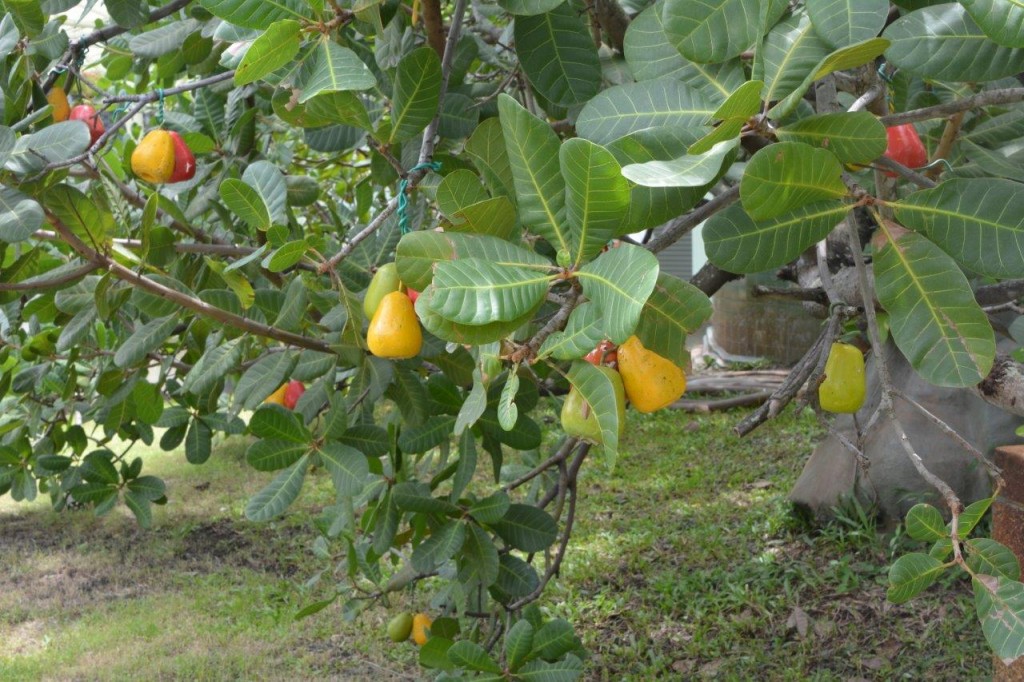 Cashew Tree & Fruit