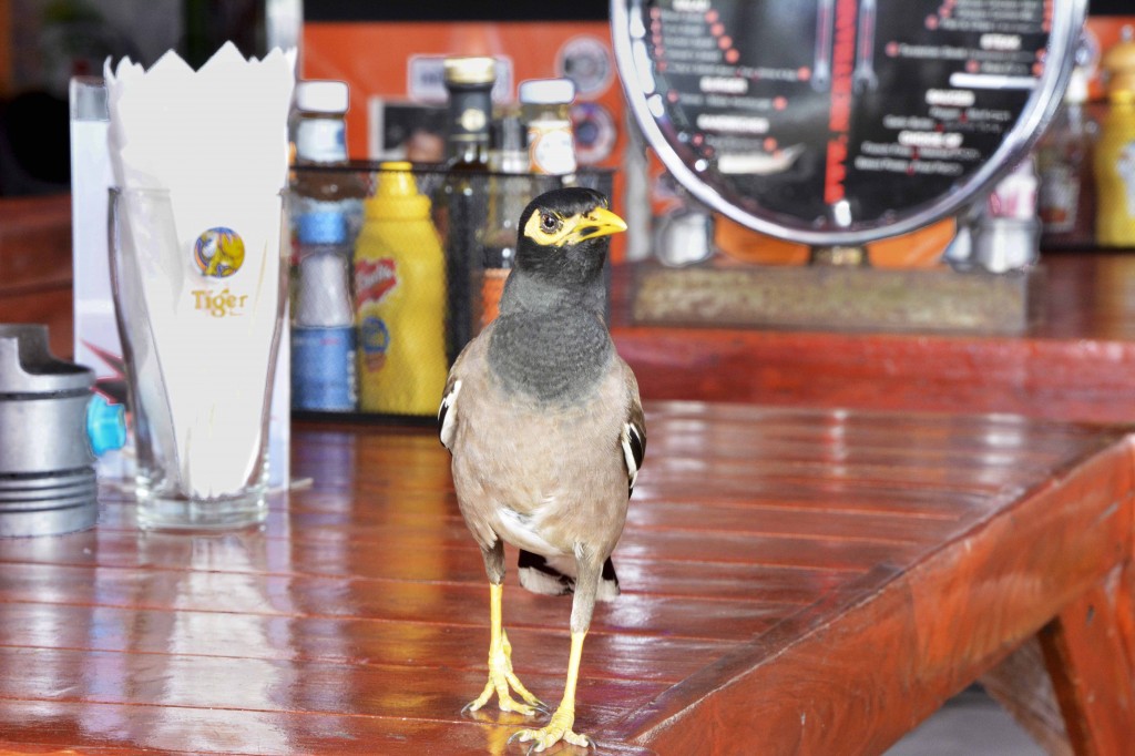 Friendly & Hopeful Bird