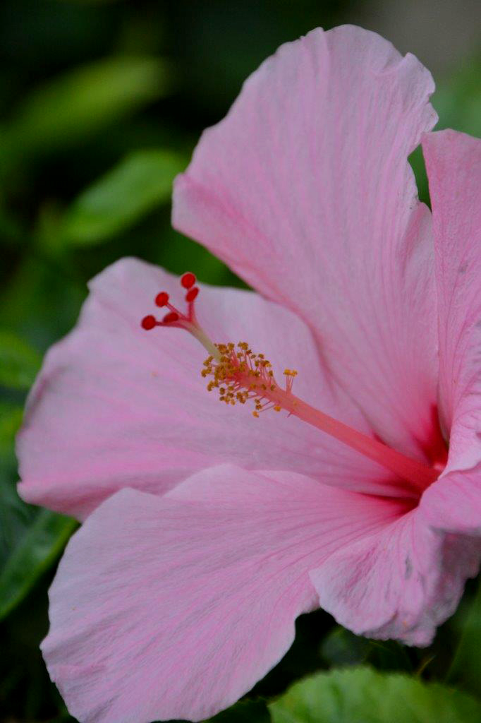 Pink Hibiscus