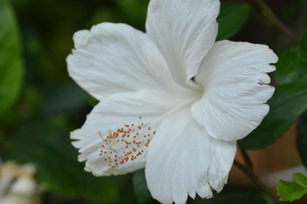 White Hibiscus