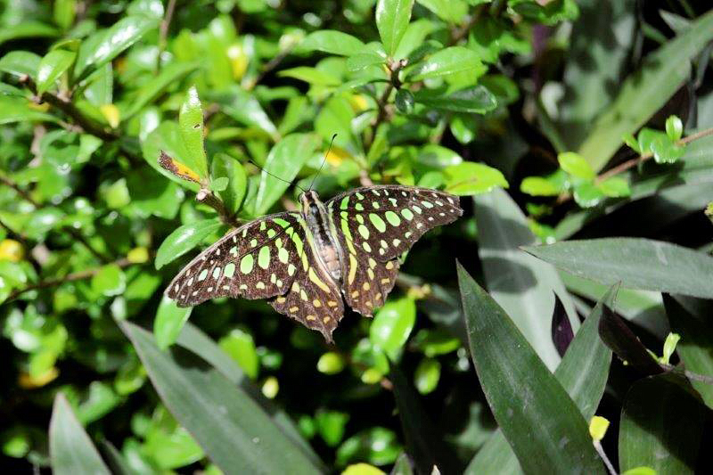 Black & Green Butterfly