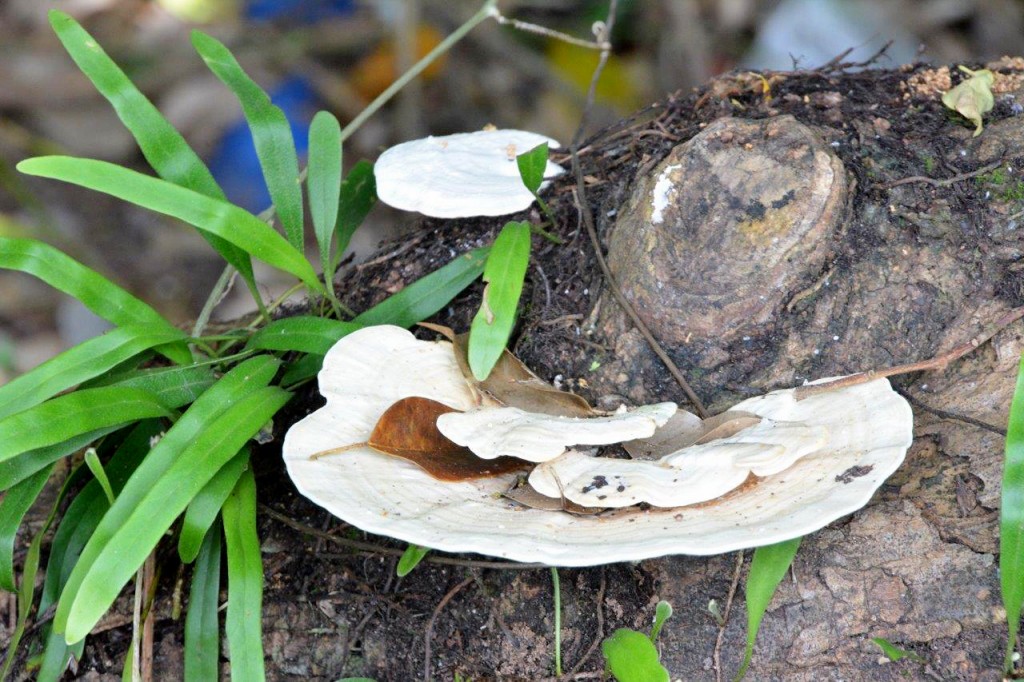 Beautiful Fungi