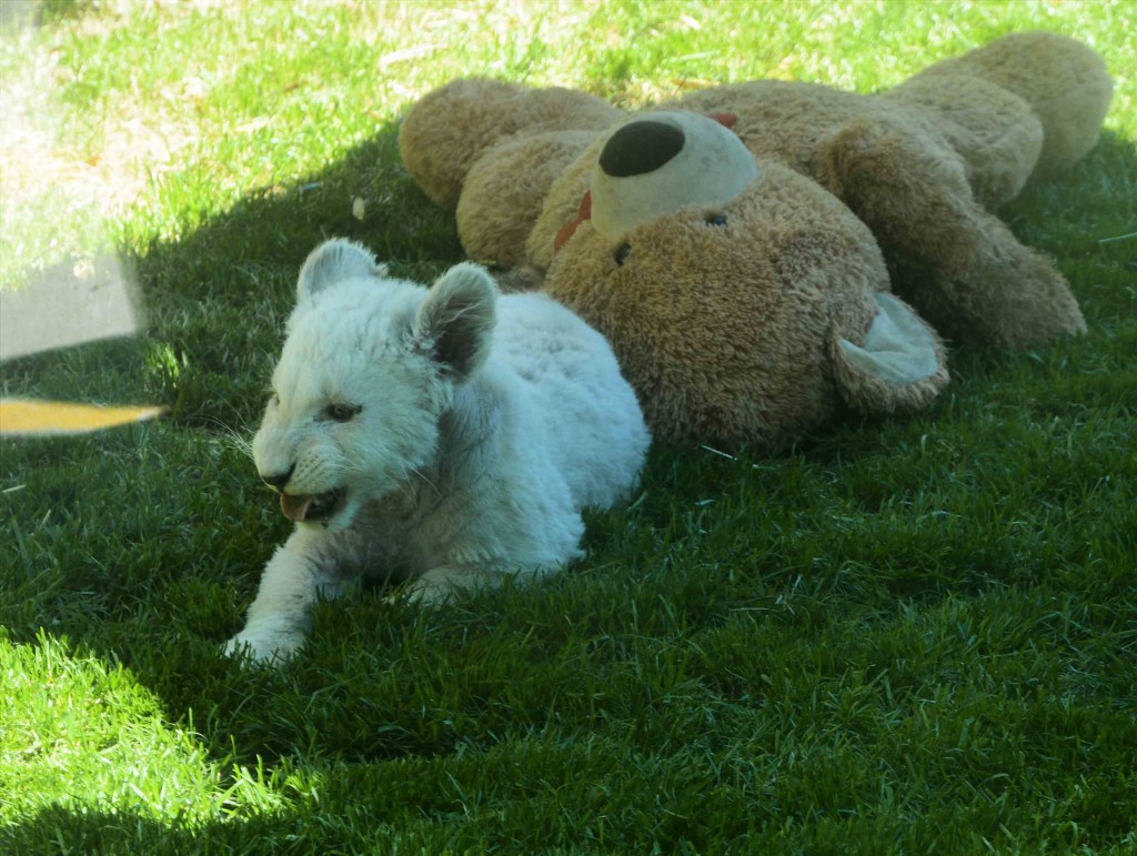 White Lion Cub at ZooDoo Tasmania