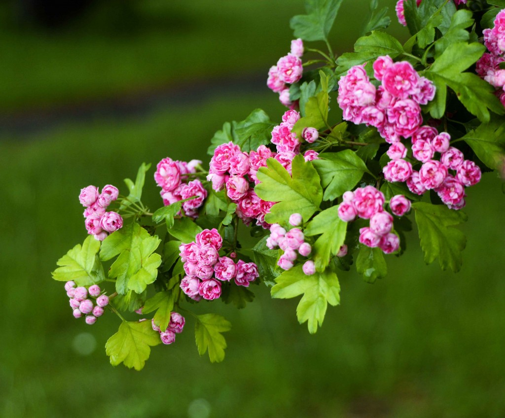 Pink Blossom Tree, Oatlands Tasmania