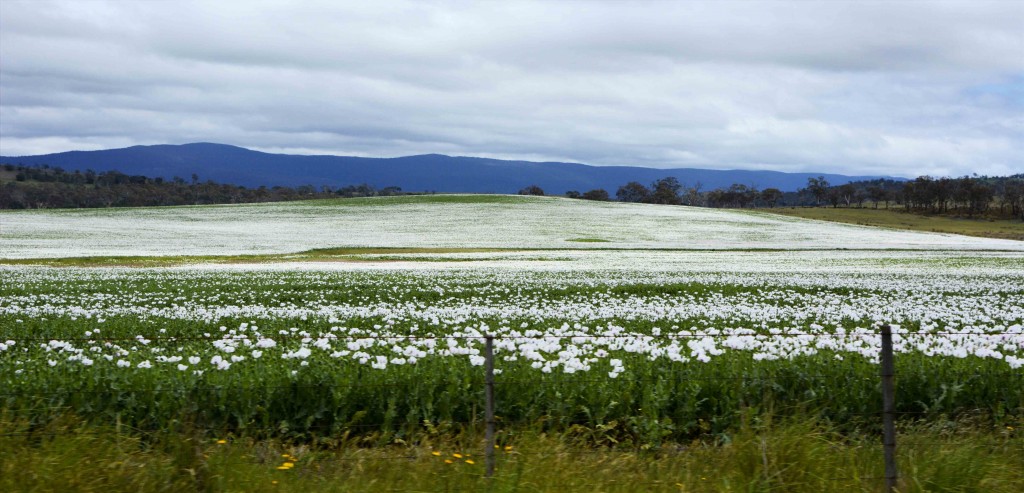 Poppy Fields near Launceston Tasmania