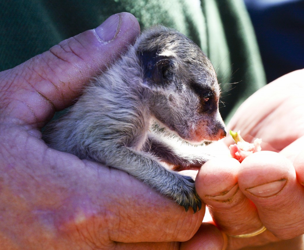 Baby Meerkat ZooDoo Tasmania
