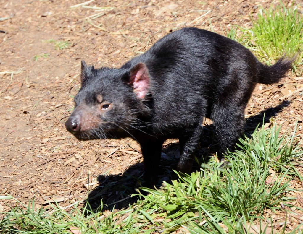 Tasmanian Devil ZooDoo Tasmania