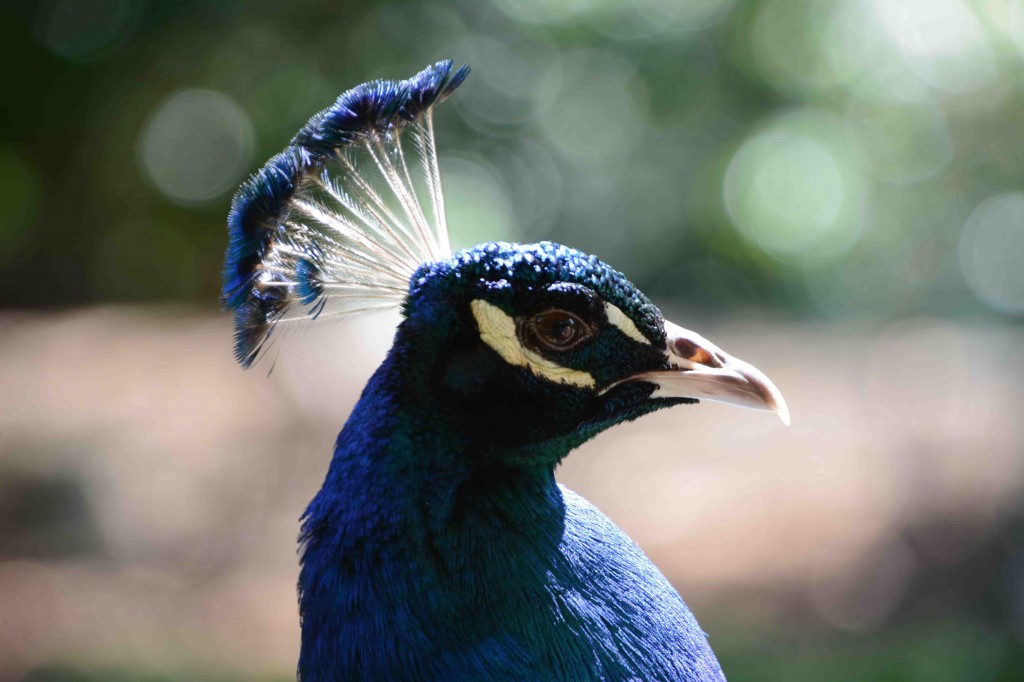 Peacock at Cataract Gorge, Launceston