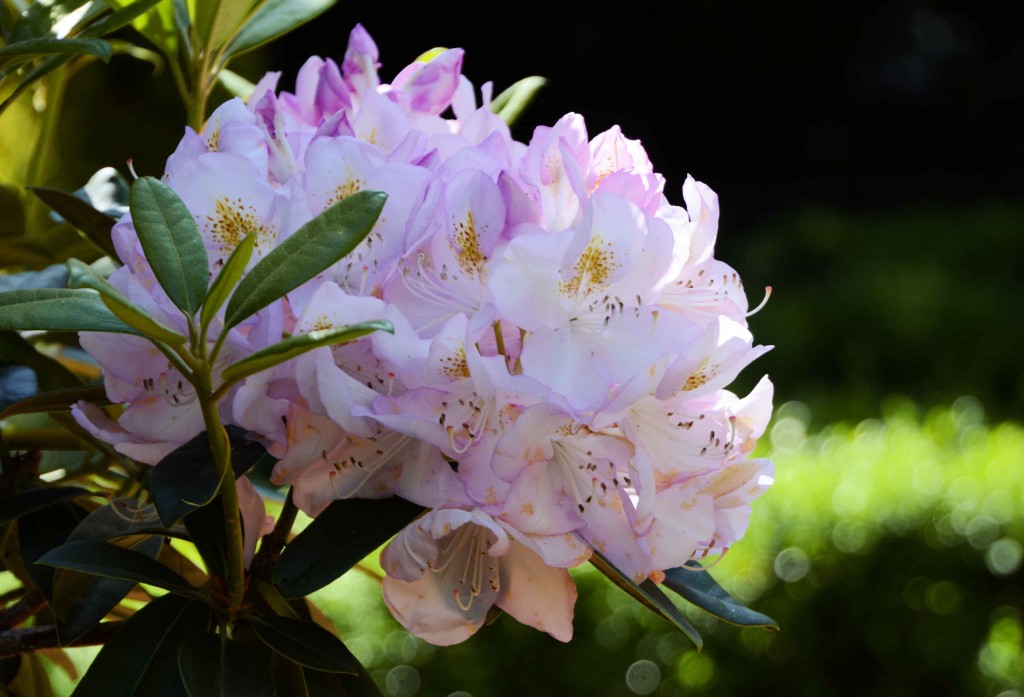 Lovely Pink Rhododendron