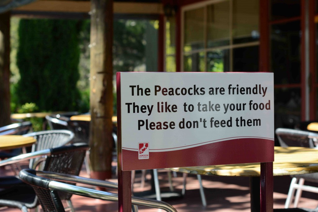 Peacock Warning at Cataract Gorge, Launceston