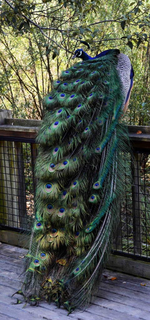 Peacock at Cataract Gorge, Launceston