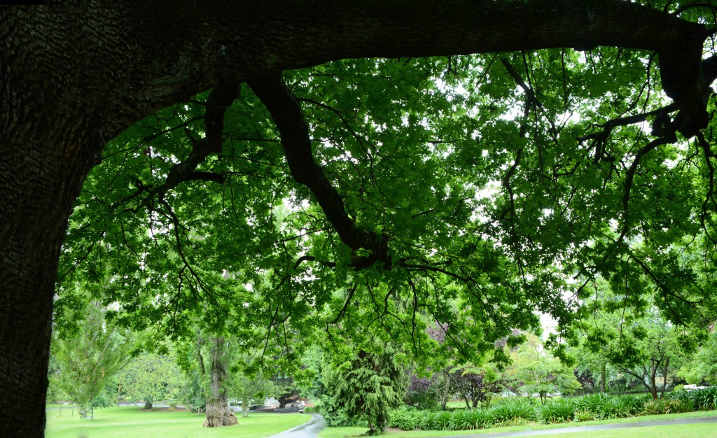 Oak Tree, , City Park Hobart