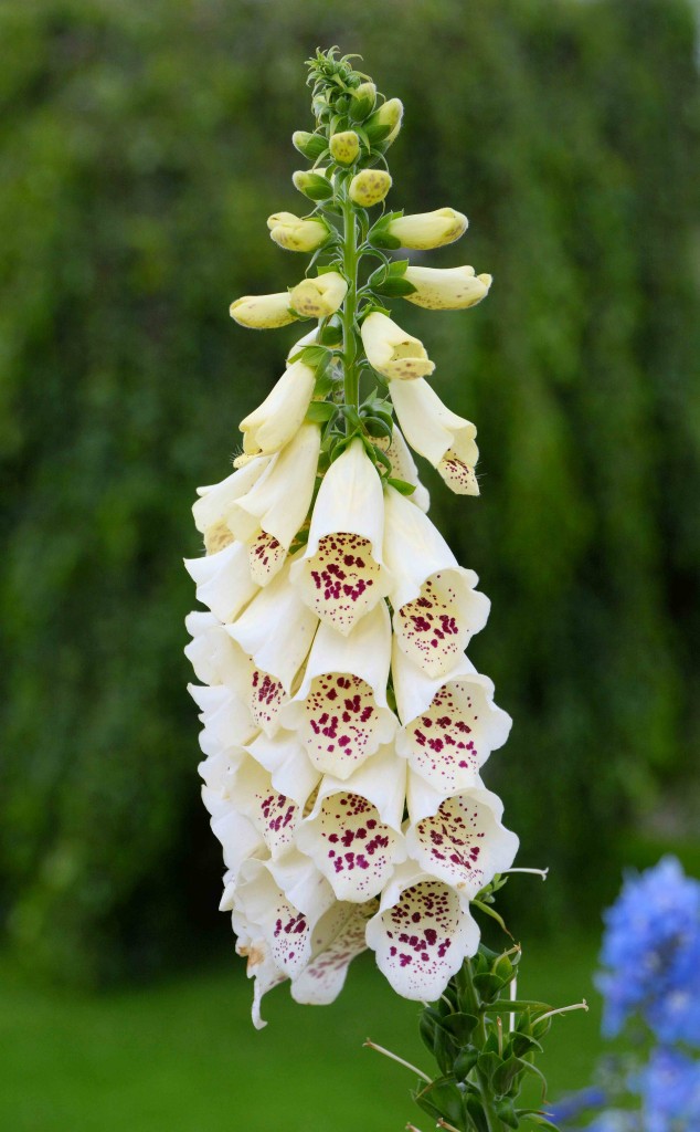 White Foxglove, City Park Hobart