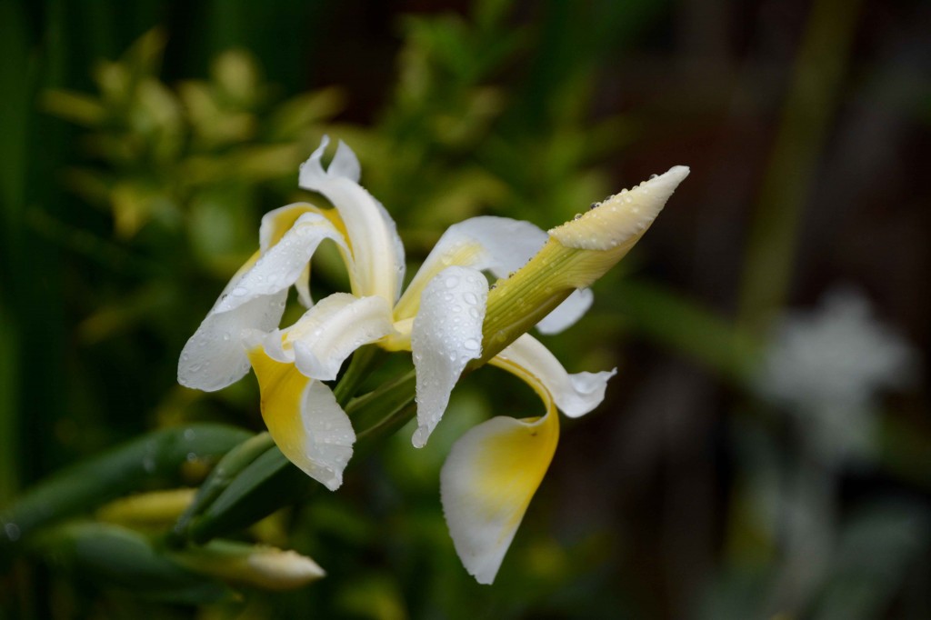 Iris Bud, City Park Hobart