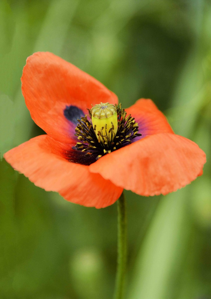 Poppy, Ingleside Bakery, Evandale Tasmania