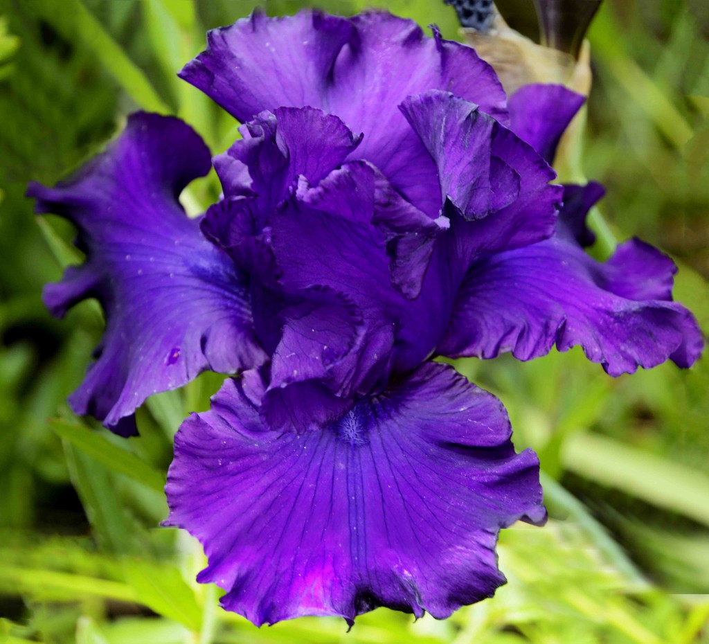 Iris, Ingleside Bakery, Evandale Tasmania