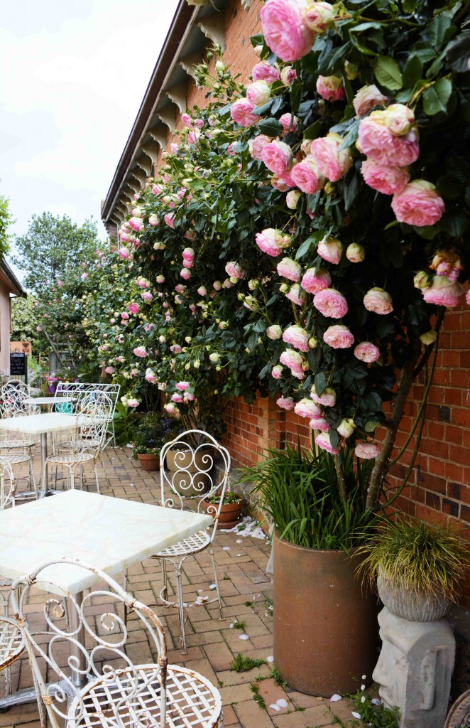 Amazing Rose Wall, Ingleside Bakery, Evandale Tasmania