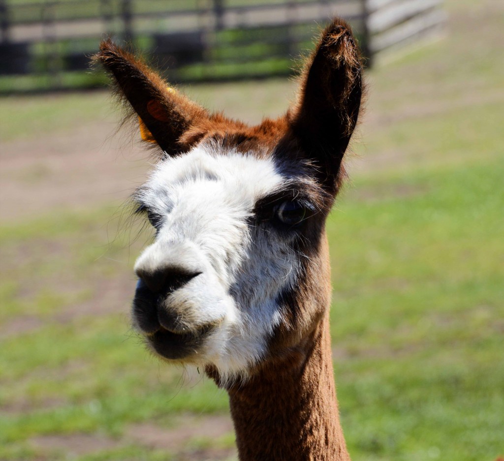 Llama at ZooDoo Tasmania