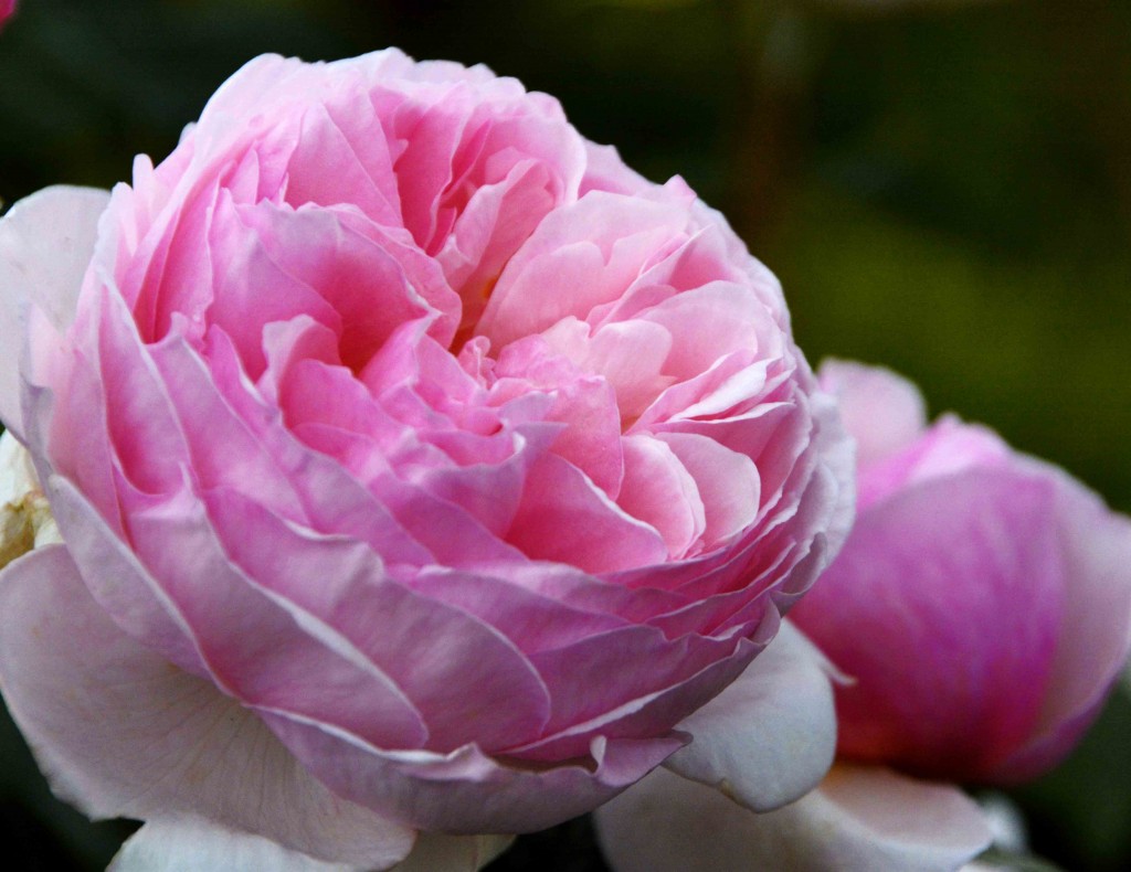 Peony, Woolmers Estate