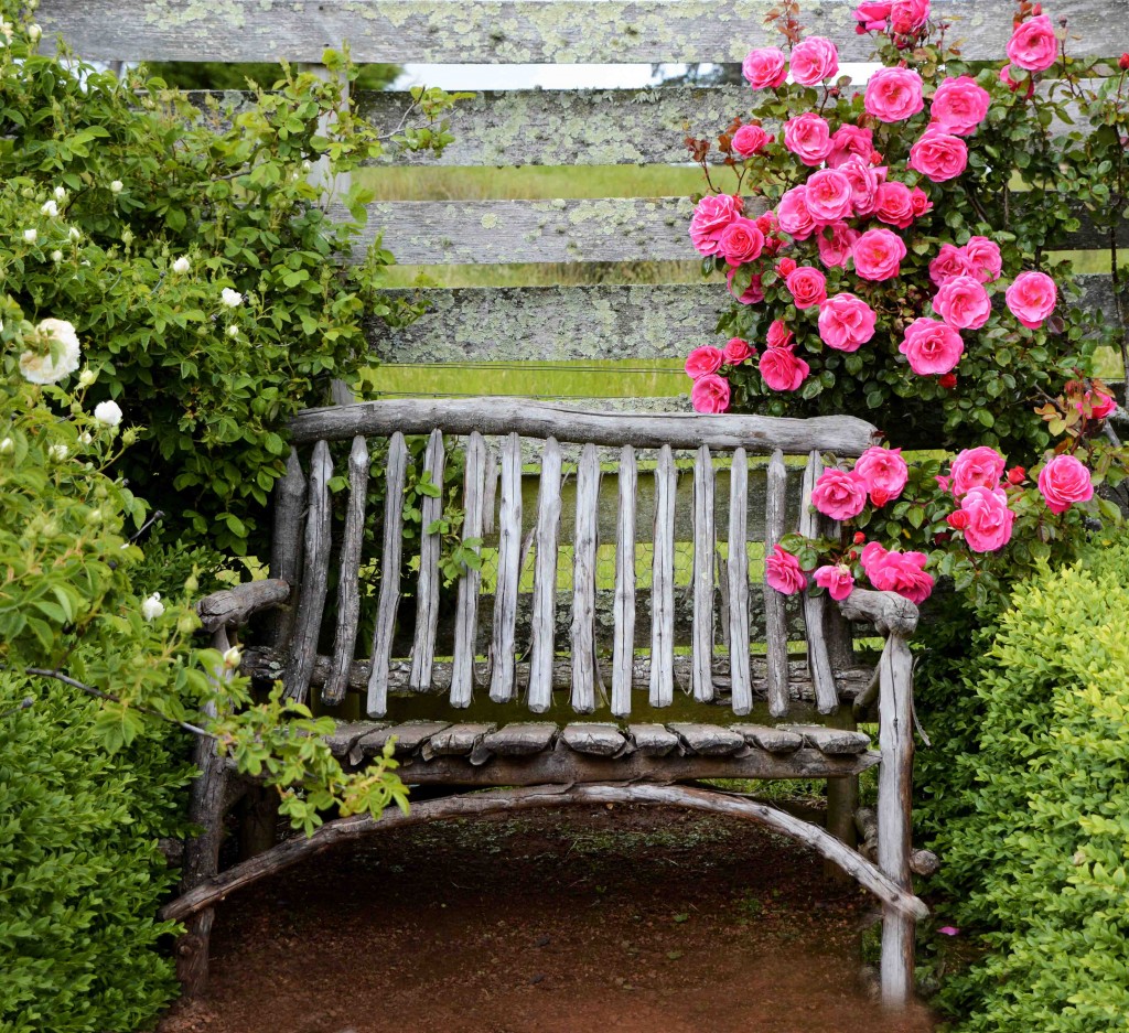 National Rose Garden, Woolmers Estate