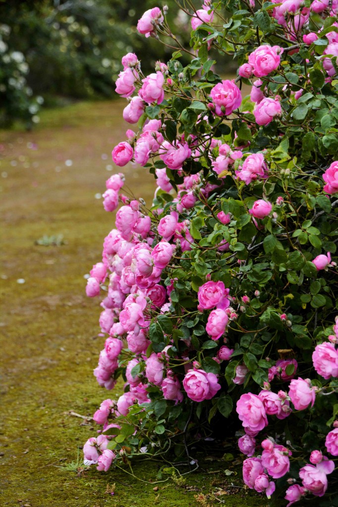 National Rose Garden, Woolmers Estate