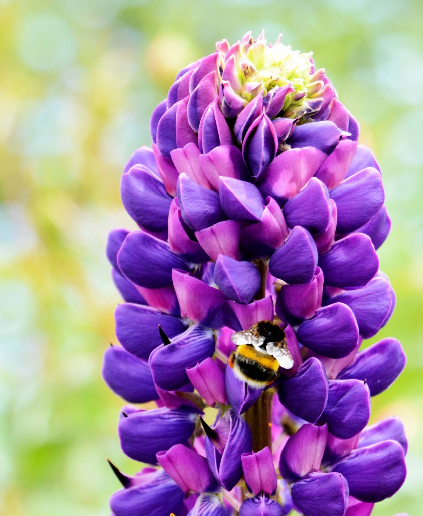 Lupin and Bee, Woolmers Estate