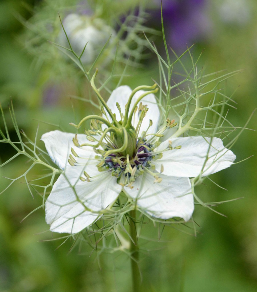 Love-in-a-Mist, Woolmers Estate