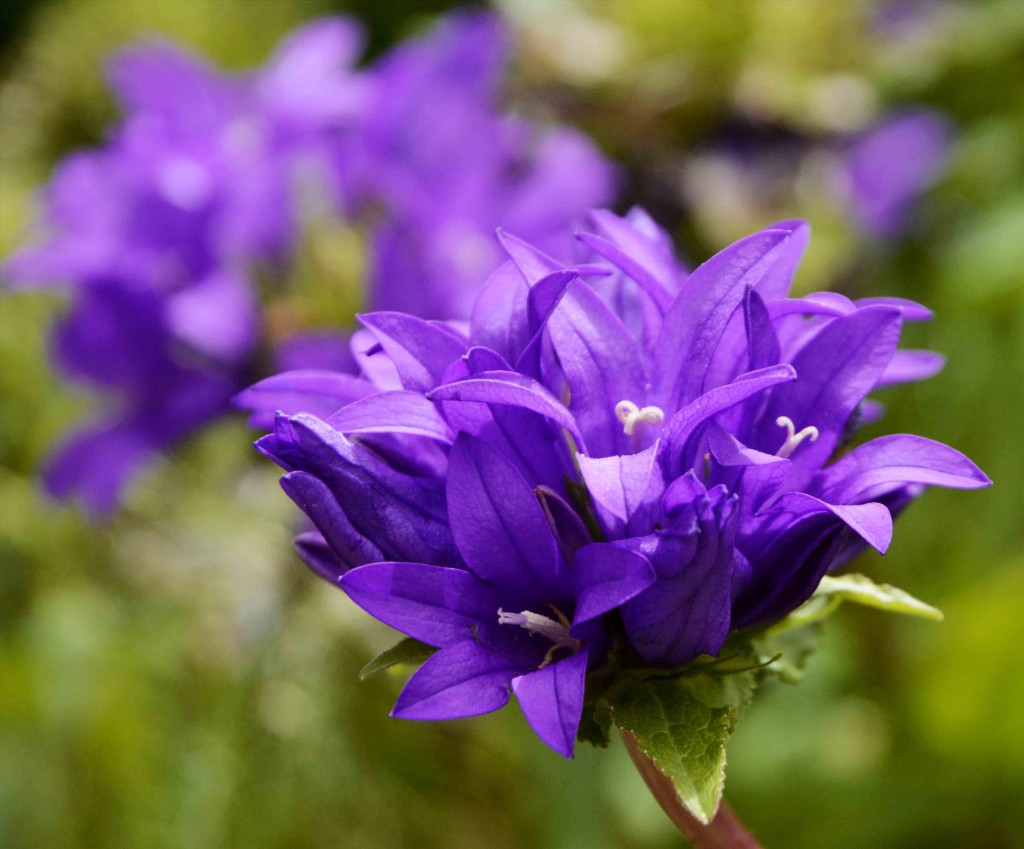 Purple Flower, Woolmers Estate