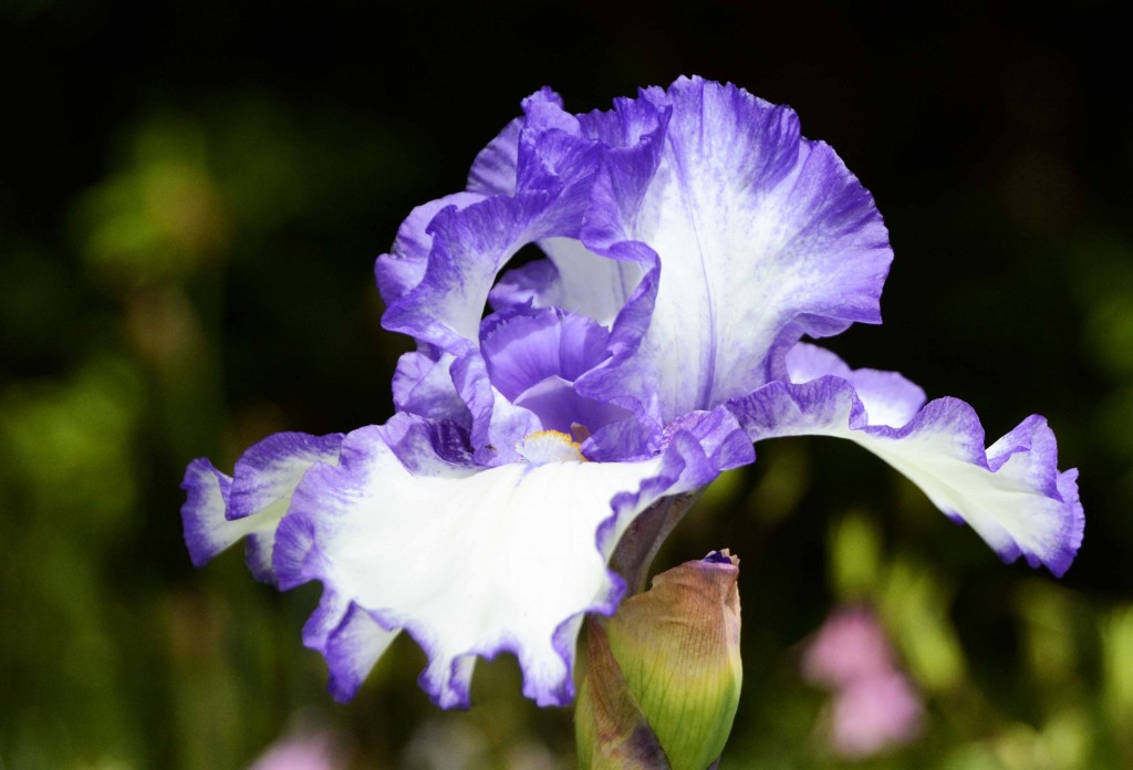 White and Purple Iris, Woolmers Estate