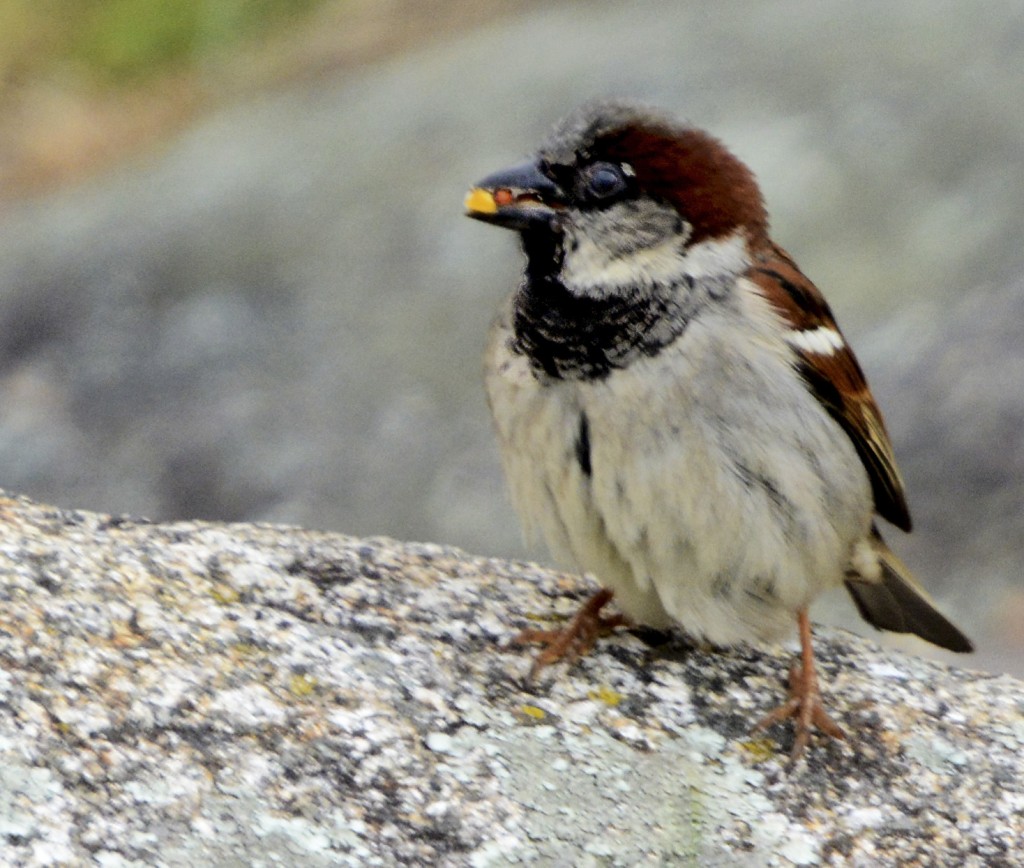 Darling Little Sparrow With A Meal