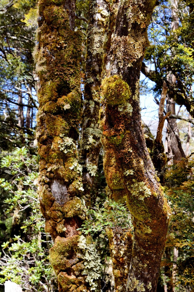 Mossy Area, Cradle Mountain, Tasmania