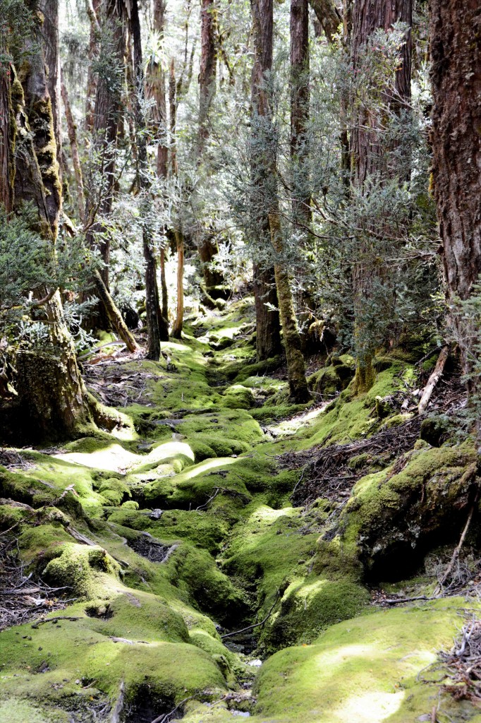 Mossy Area, Cradle Mountain, Tasmania