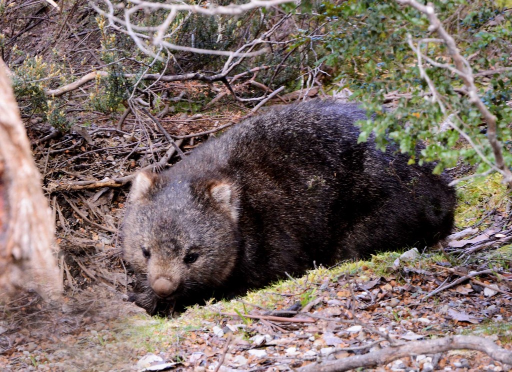 Wombat