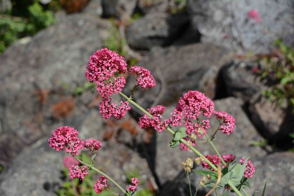 Pink Flowers, Cataract Gorge, Launceston, Tasmania