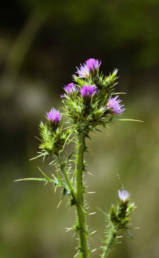 Thistle, Cataract Gorge, Launceston, Tasmania